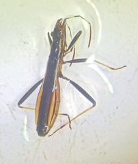 Micrelytra fossularum