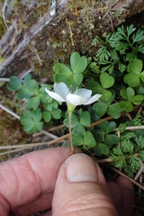 Oxalis magellanica