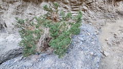 Peucephyllum schottii