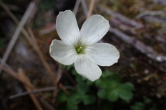 Oxalis magellanica
