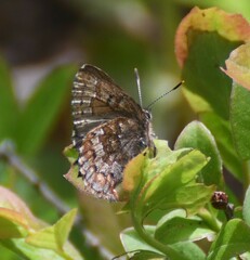 Callophrys niphon