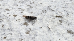 Trimerotropis pallidipennis