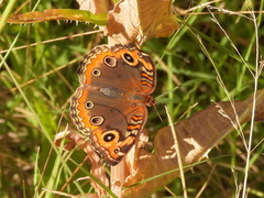 Junonia genoveva hilaris
