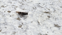 Trimerotropis pallidipennis