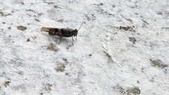 Trimerotropis pallidipennis