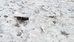 Trimerotropis pallidipennis