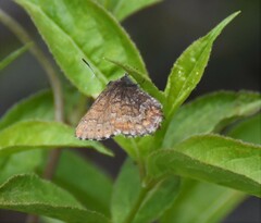 Callophrys niphon