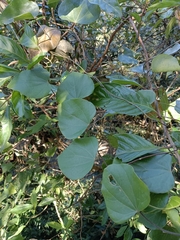 Pericampylus glaucus