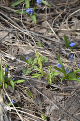 Corydalis cava marschalliana