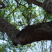 Jumellea arborescens - Photo (c) Guy Eric Onjalalaina, algunos derechos reservados (CC BY-NC), subido por Guy Eric Onjalalaina