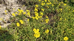 Oxalis pes-caprae pes-caprae