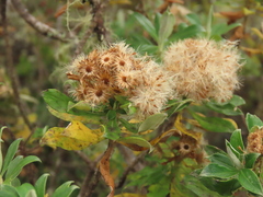 Linochilus floribundus