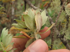 Linochilus floribundus