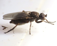 Copromyzinae