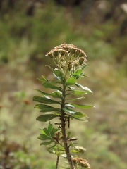 Linochilus floribundus