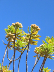 Linochilus floribundus