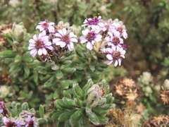 Linochilus phylicoides