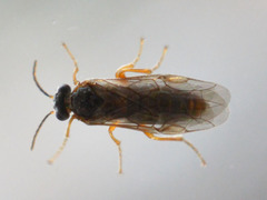 Hoplocampa