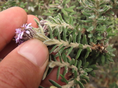 Linochilus phylicoides