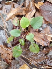 Packera obovata