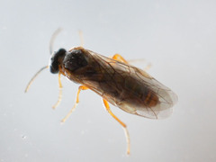 Hoplocampa