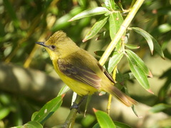 Pseudocolopteryx acutipennis