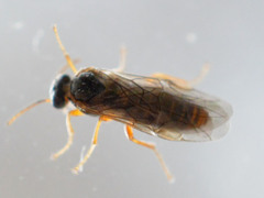 Hoplocampa