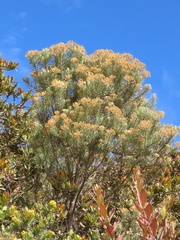 Linochilus rosmarinifolius