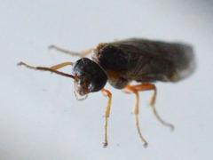 Hoplocampa
