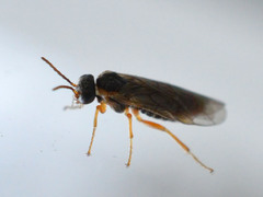 Hoplocampa