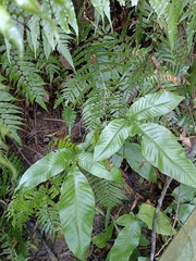 Tectaria harlandii