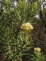 Linochilus rosmarinifolius