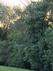 Alectryon excelsus excelsus