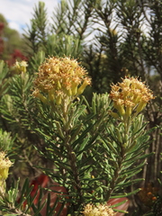 Linochilus rosmarinifolius