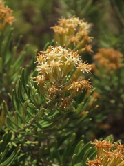 Linochilus rosmarinifolius