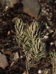 Linochilus rosmarinifolius