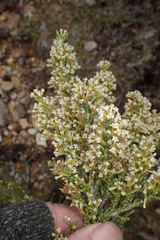 Ozothamnus hookeri