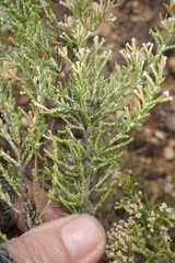 Ozothamnus hookeri