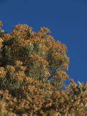 Linochilus rosmarinifolius