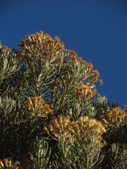 Linochilus rosmarinifolius