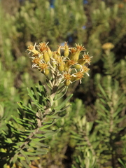 Linochilus rosmarinifolius