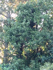 Alectryon excelsus excelsus