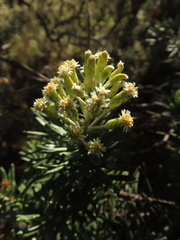 Linochilus rosmarinifolius