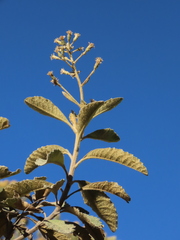 Linochilus tenuifolius