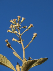 Linochilus tenuifolius