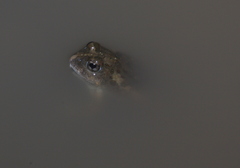 Tomopterna gallmanni