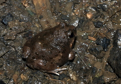 Tomopterna gallmanni