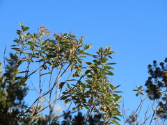 Linochilus tenuifolius