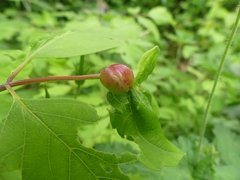 Contarinia negundinis
