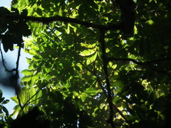 Pometia pinnata